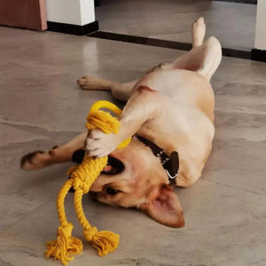 Unleash the Fun with the Modern Dog Bite Toy!