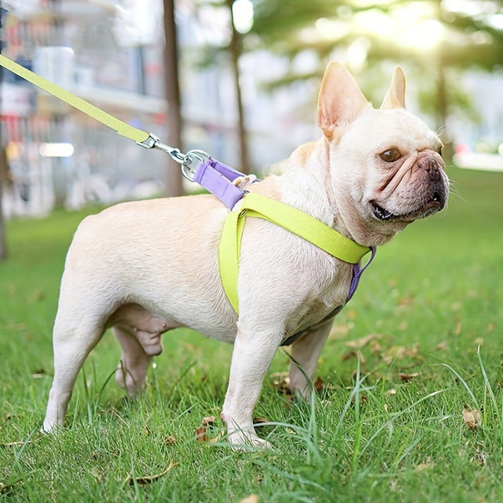 Rainbow Colorblock Pet Harness Leash