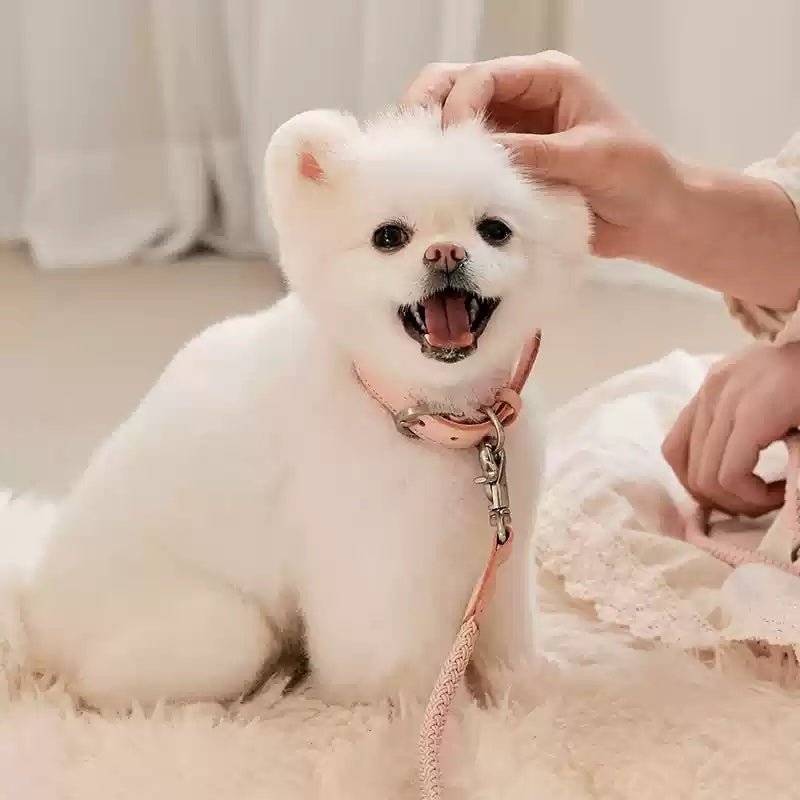 Dog Holding Rope Dog Leash