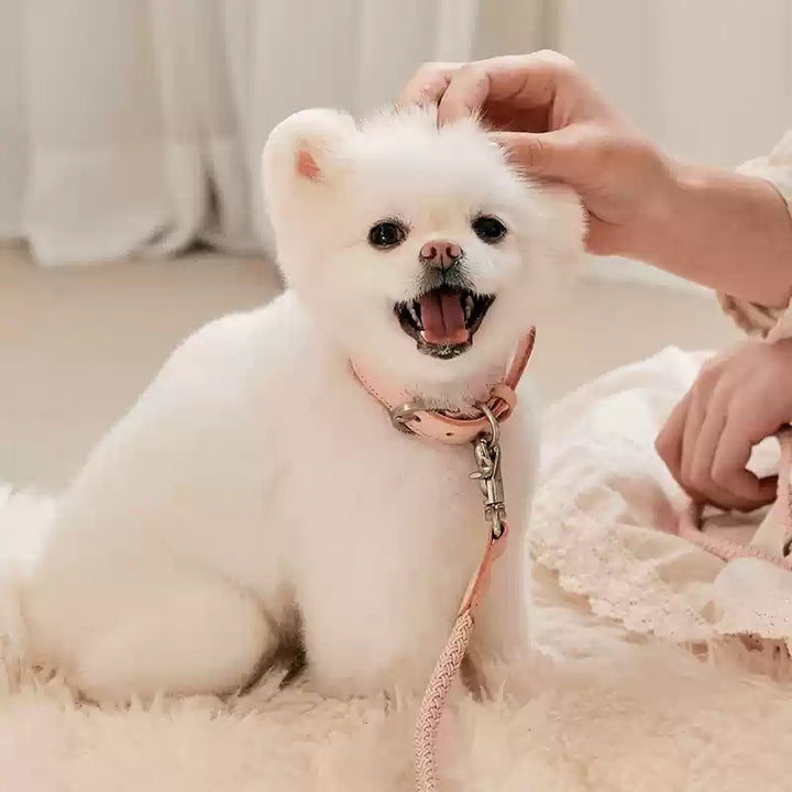 Dog Holding Rope Dog Leash