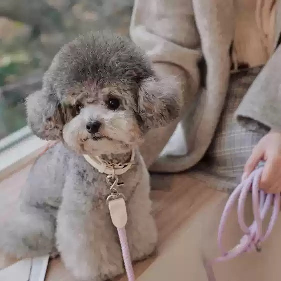 Dog Holding Rope Dog Leash