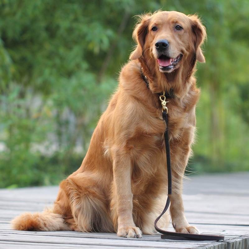 Cowhide Chain Competition Elastic Leash