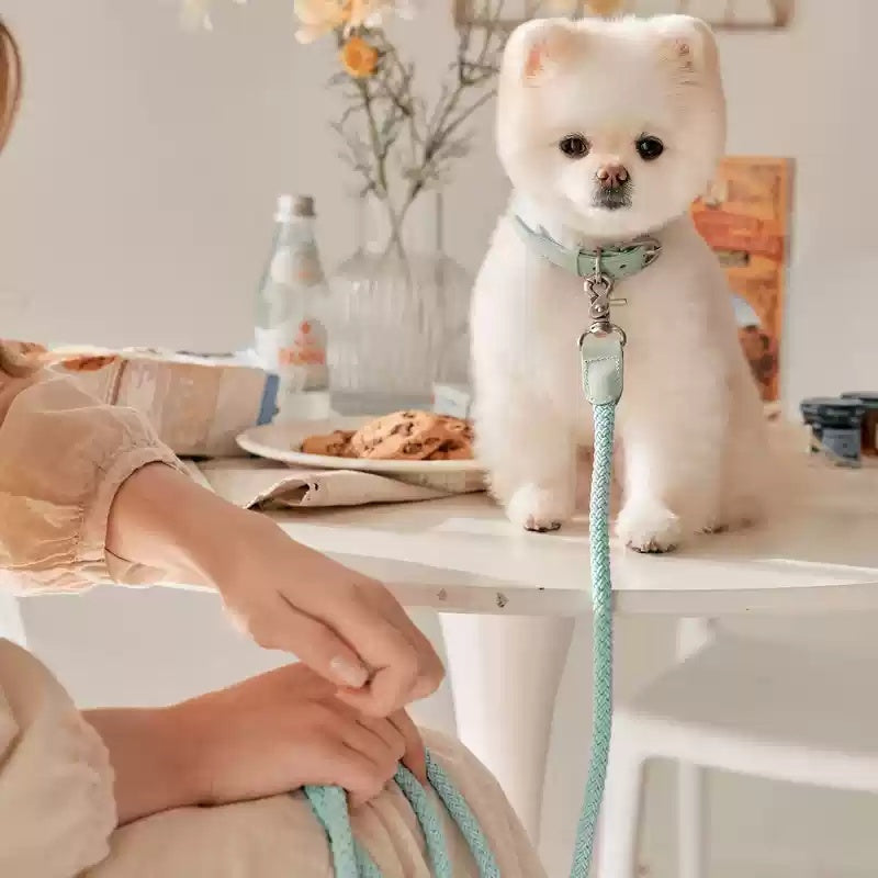 Dog Holding Rope Dog Leash